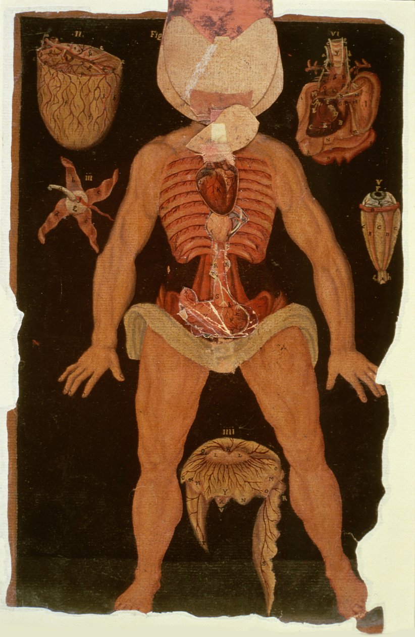 Paní Hunter 364 Table XII Dissection (otevřený stav) z Anatomical Tables, John Banister (1540-1610) (olej na hnědém papíře) od English School