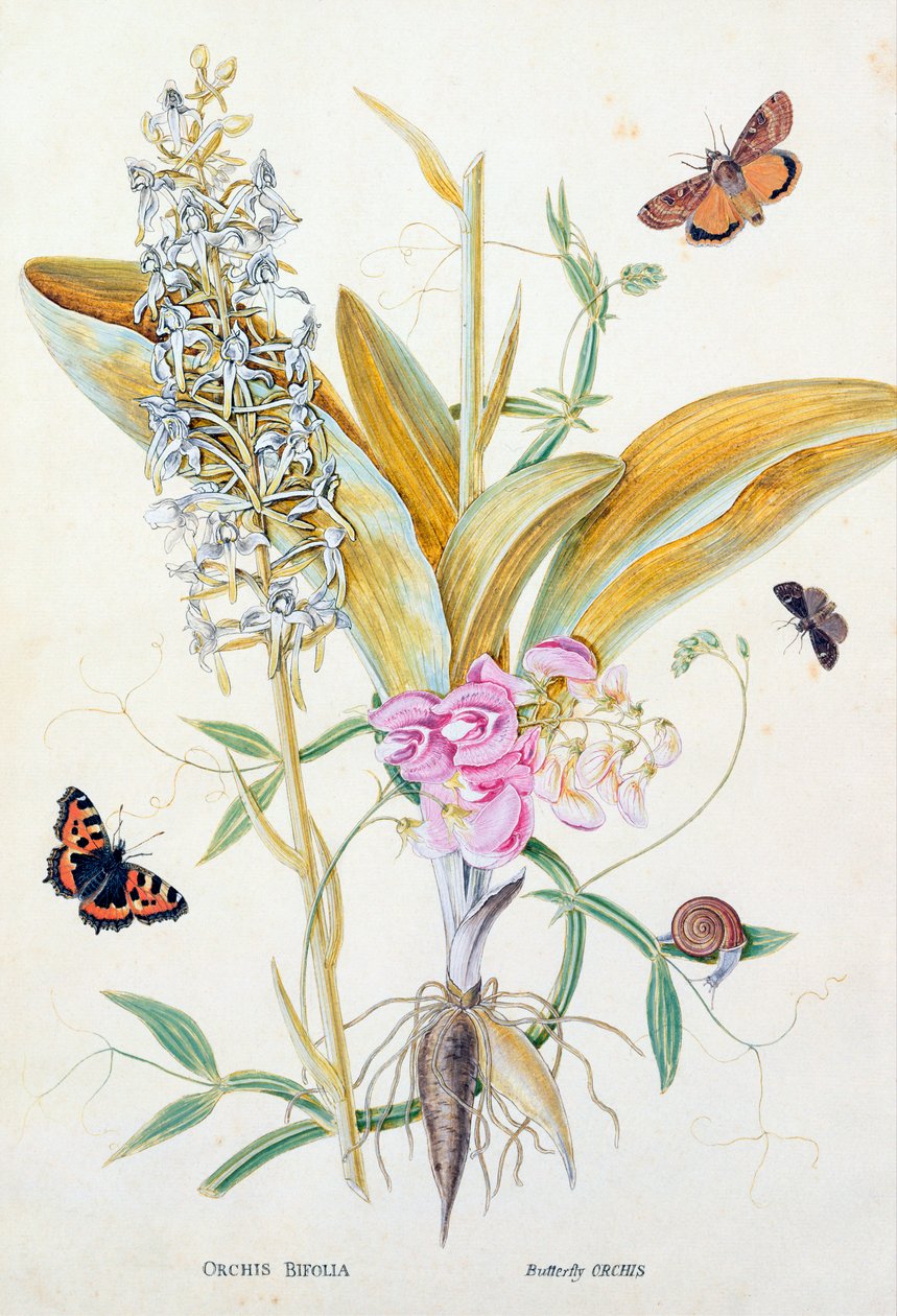 Orchid: Bifolia (Butterfly Orchid), tisk, kolem 1860 od English School