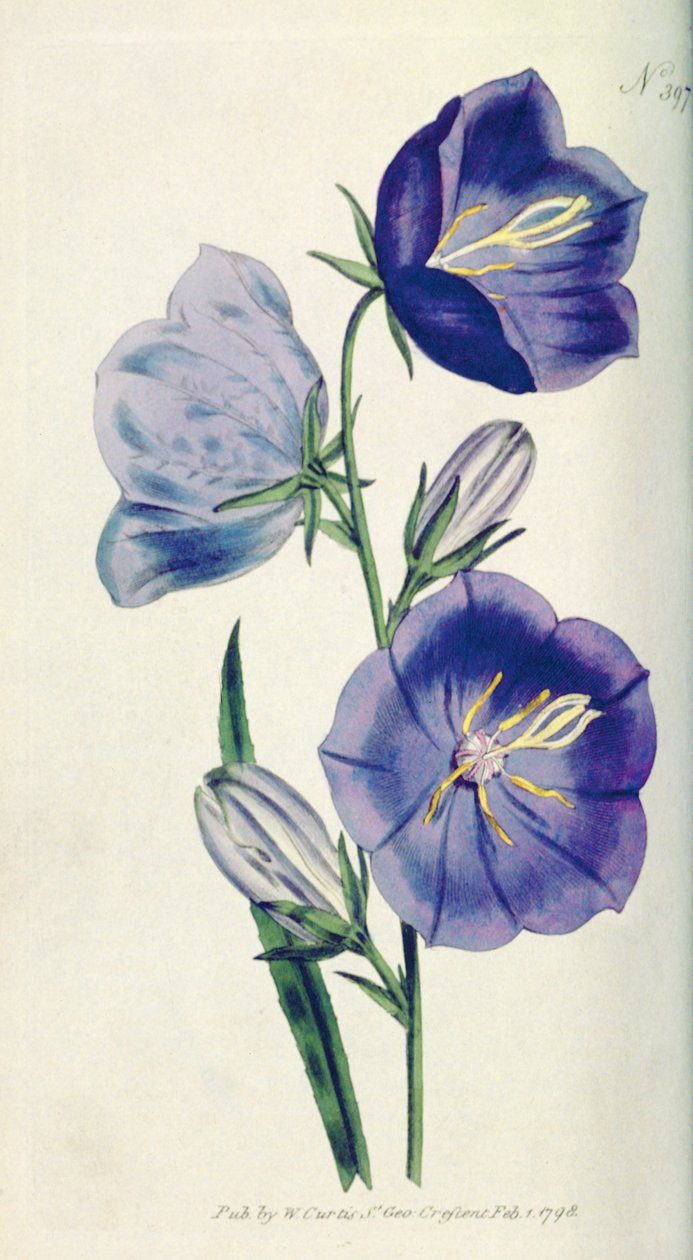 Broskvově zbarvený zvonek nebo zvonek (Campanula persicifolia var. maxima), deska 397 od Williama Curtise The Botanical Magazine (nebo Flower Garden Displayed), pub. 1792 od English School