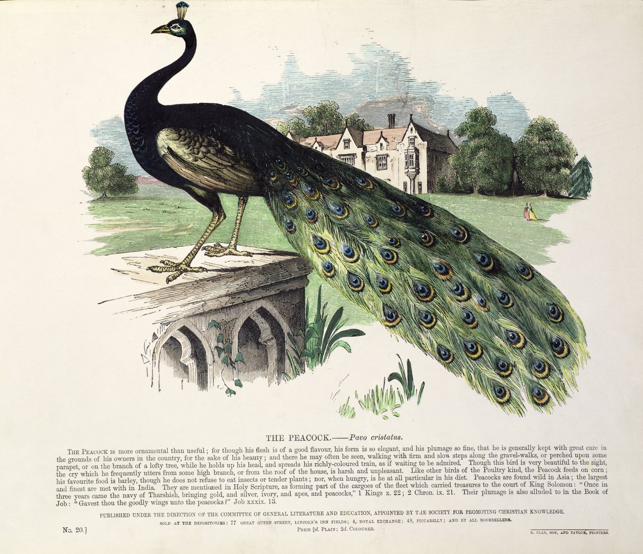 Páv (Pavo Cristatus) od English School
