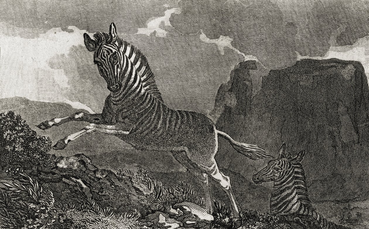 Quagga od English School