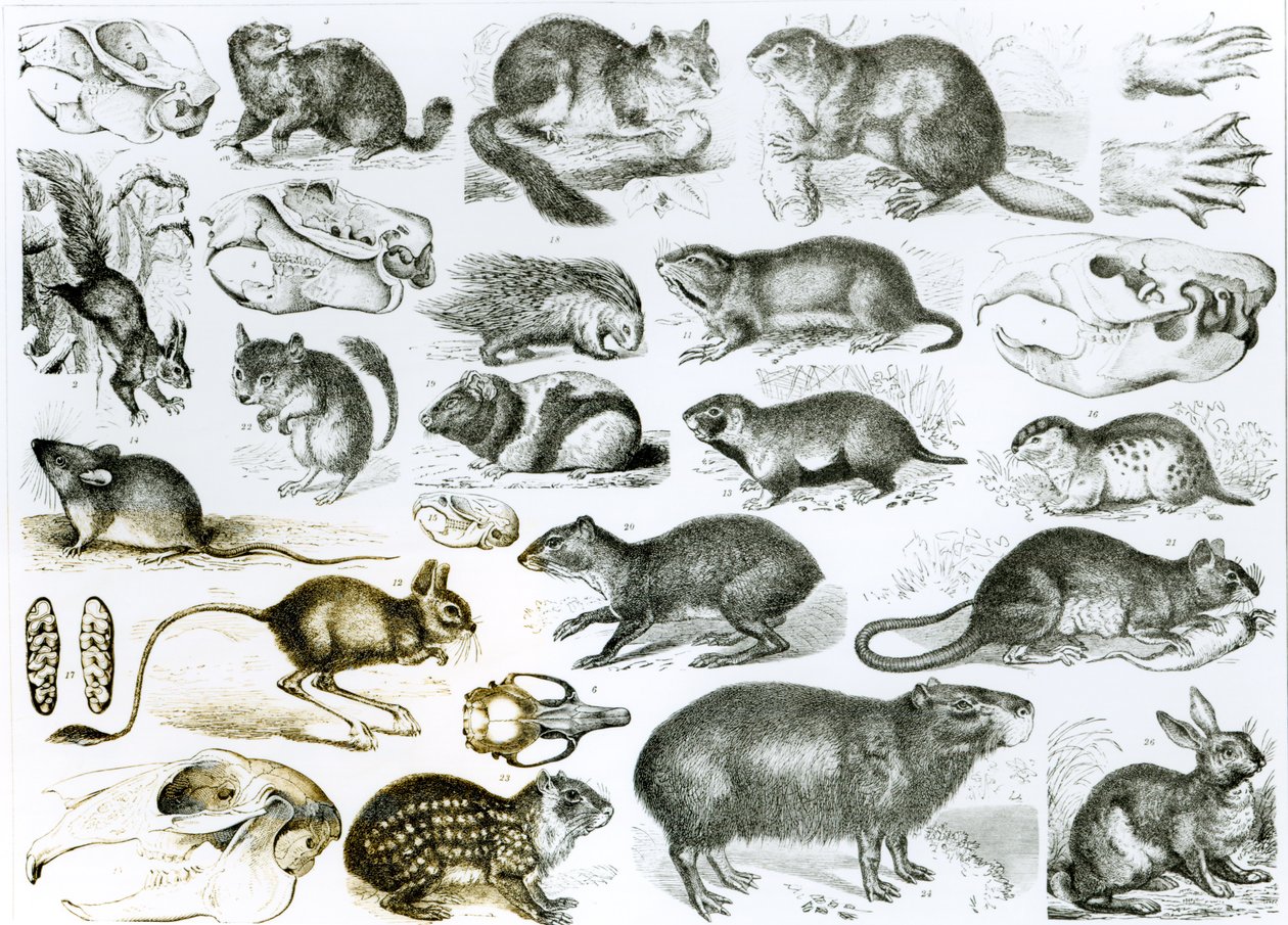 Rodentia-hlodavci nebo hlodavci od English School