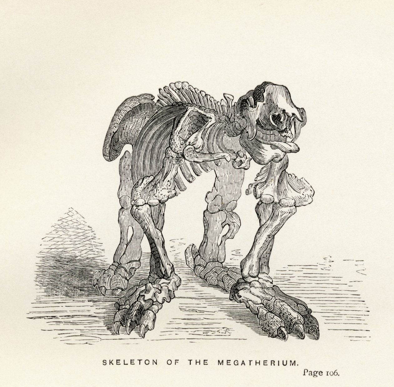 Skeleton of the Megatherium, z 
