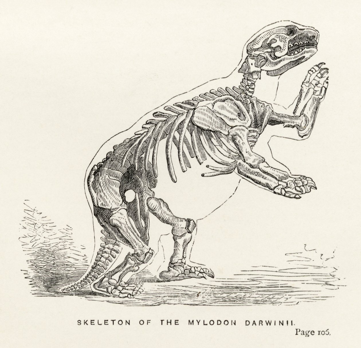 Kostra Mylodona Darwinii, z „Journal of Researches“ od Charlese Darwina (1809-82), vydaný v Londýně 1890 od English School