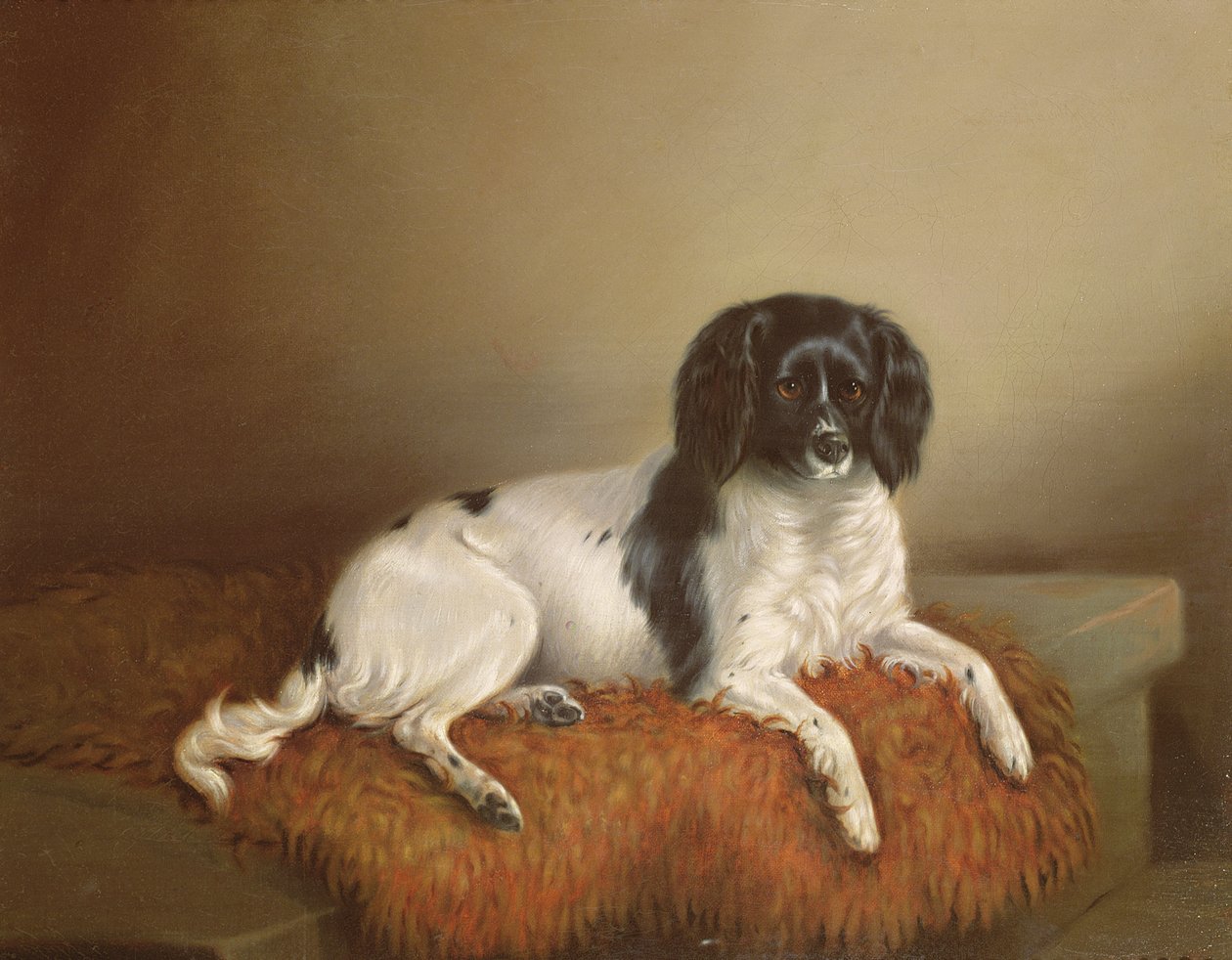 Springer Spaniel od English School