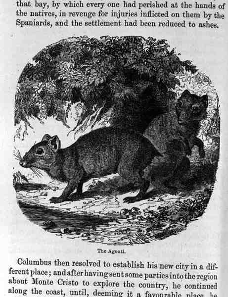 The Agouti, ze Santo Dominga Minulost a současnost Samuel Hazard, hospoda. 1873 od English School