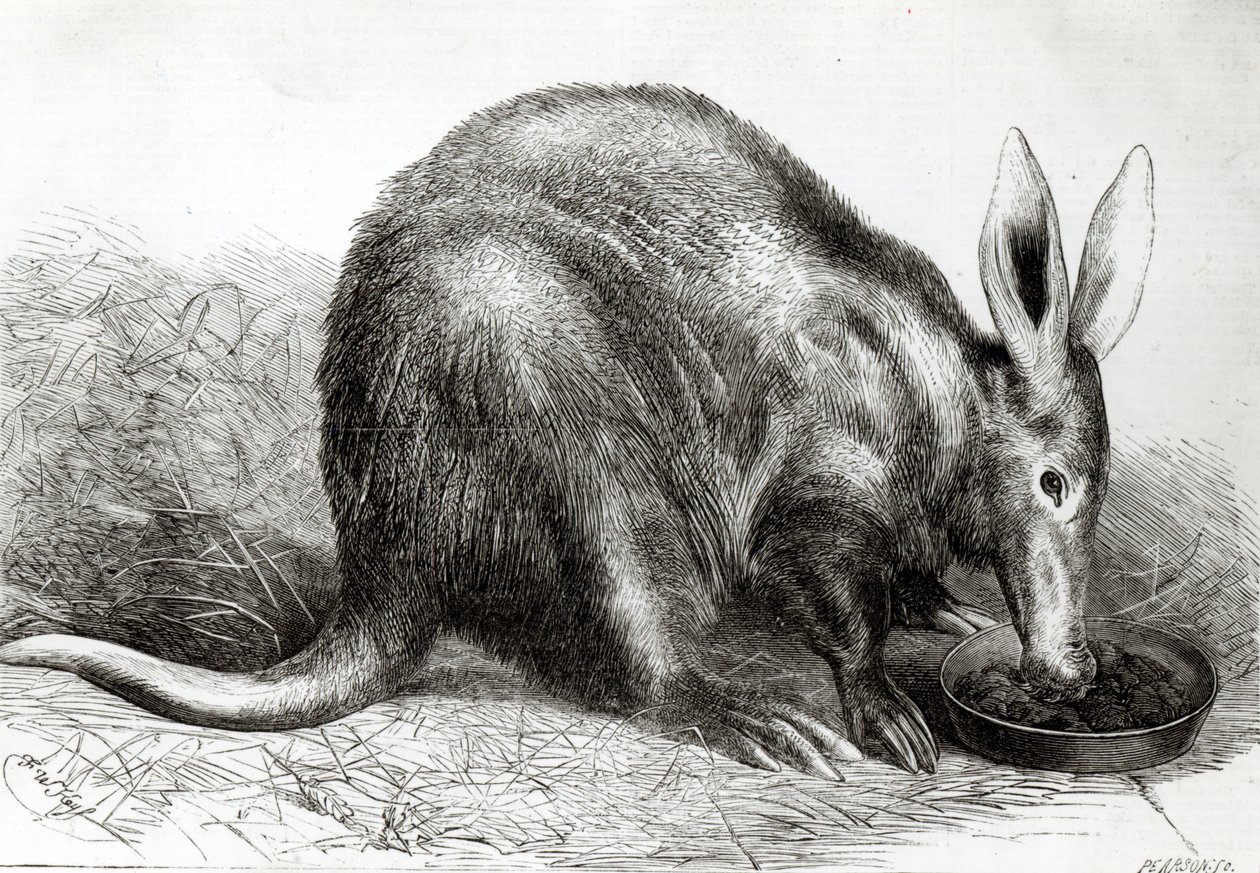 Mravenčík kapský v zahradách Zoologické společnosti, Regents Park, z „The Illustrated London News“, vyrytý Pearsonem, od English School