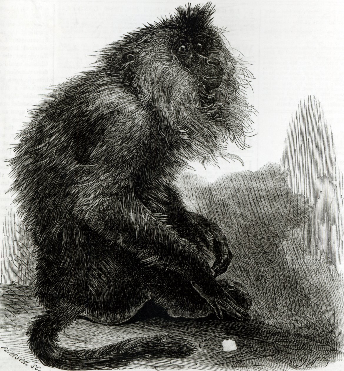 Indická opice Waderoo (Silenus Veter) vyrytá Pearsonem, říjen 1859 od English School