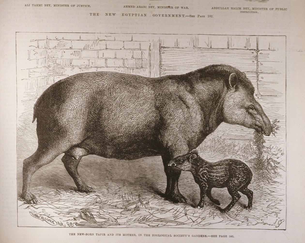 Novorozený tapír a jeho matka v zahradách Zoologické společnosti, z "The Illustrated London News", 25. února 1882. od English School