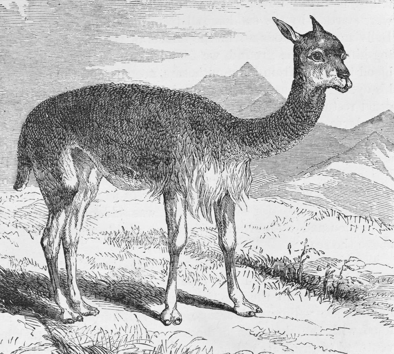 Vicuna v Rio de Azufre, z 