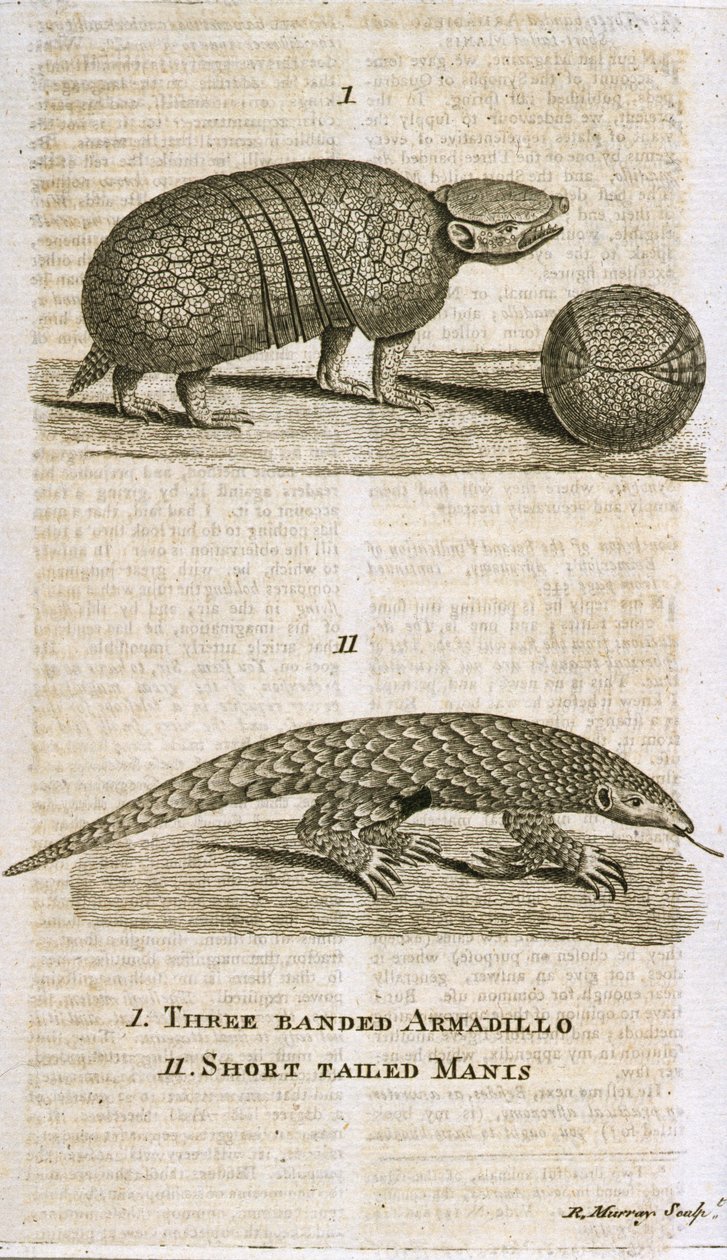 Three Banded Armadillo a Short Tailed Manis, z 