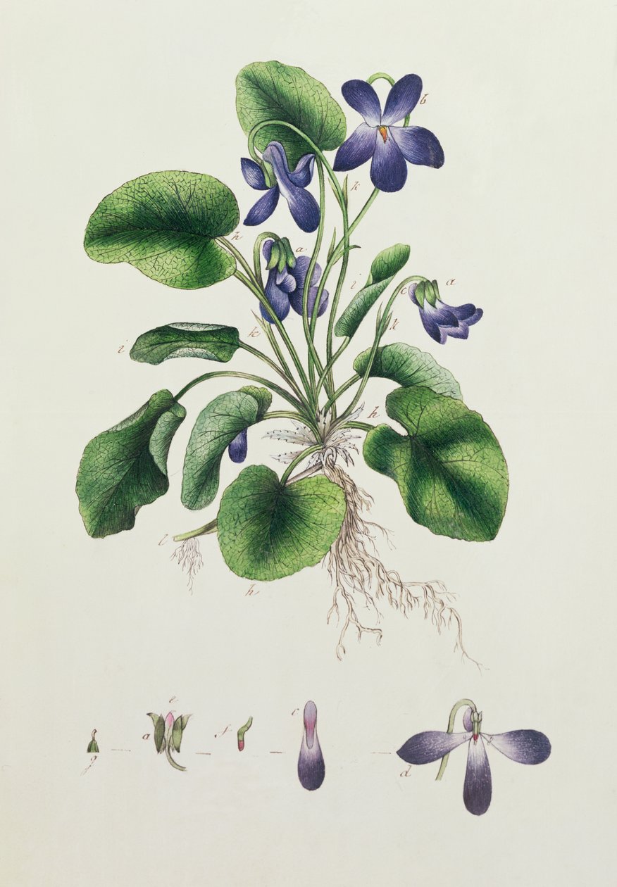 Fialky, stránka z alba botanických studií kolem roku 1830 od English School