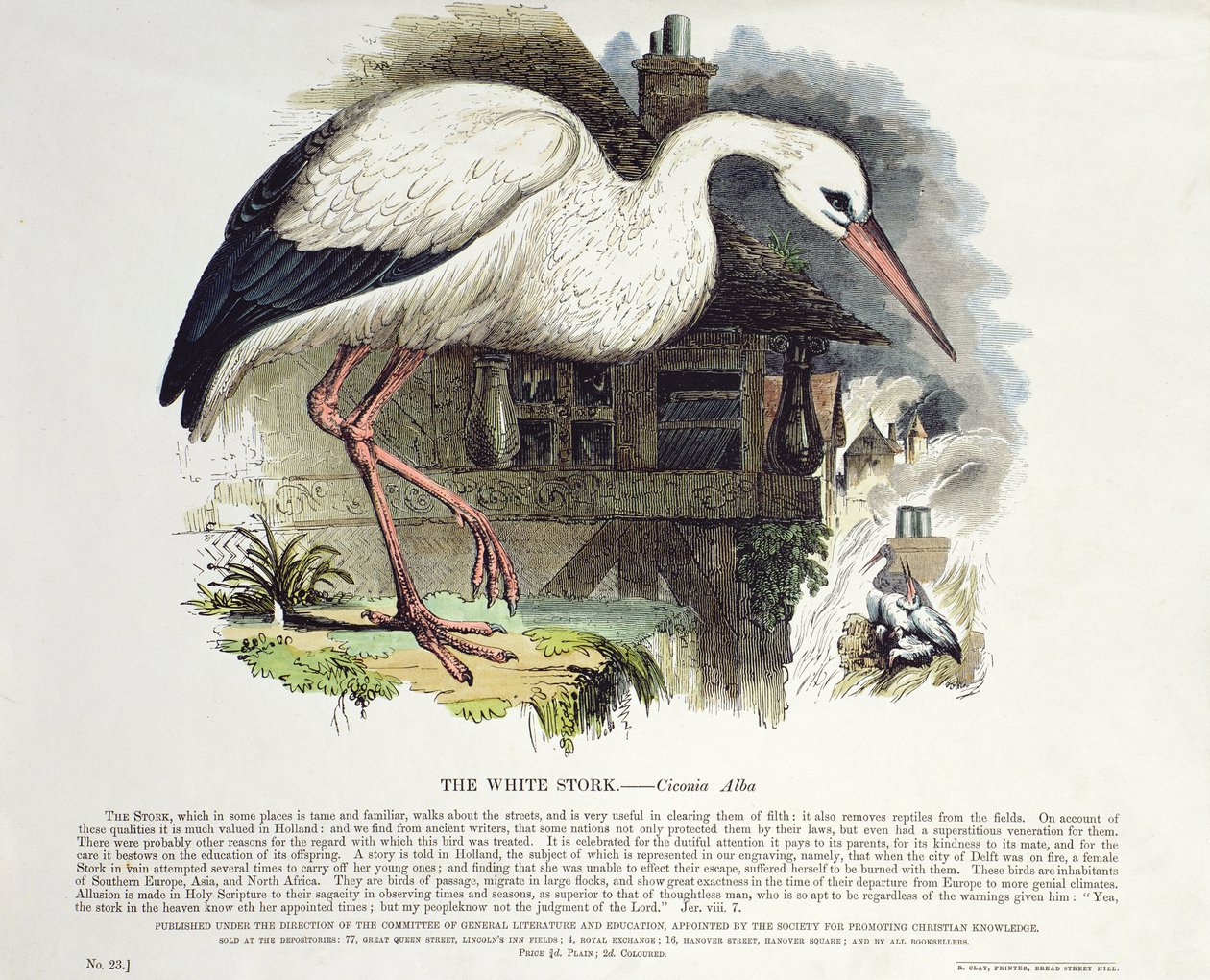 Čáp bílý (Ciconia Alba) od English School