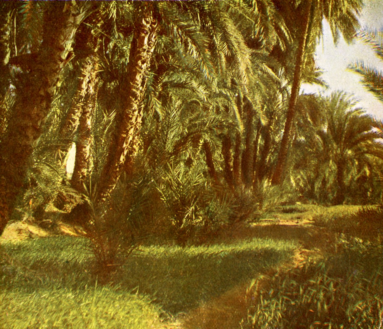 Palmový háj na Elephantine Island, Egypt. od English Photographer