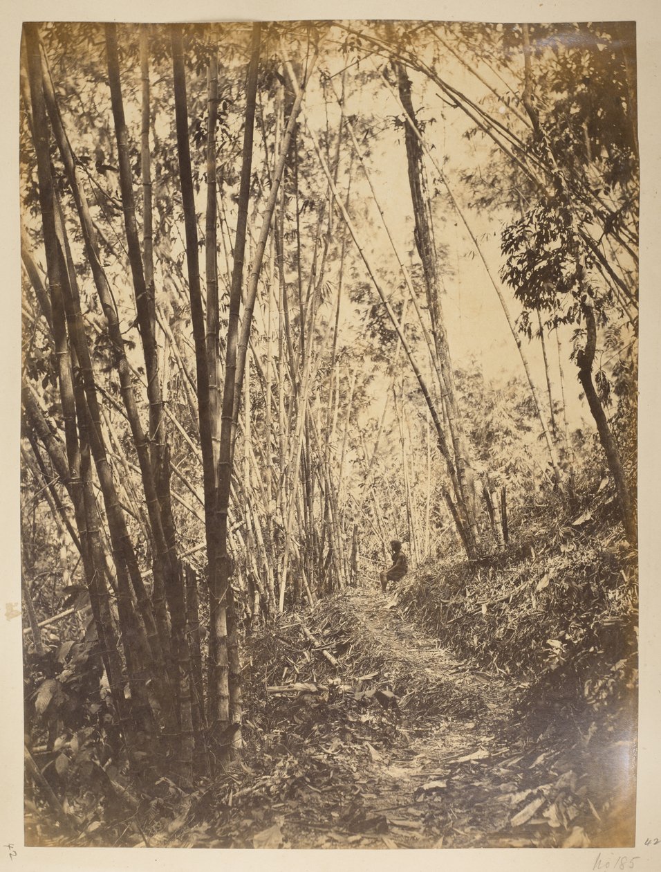 Bambusový les na Teestě.  Pohledy na Darjeeling. 70. léta 19. století od English Photographer
