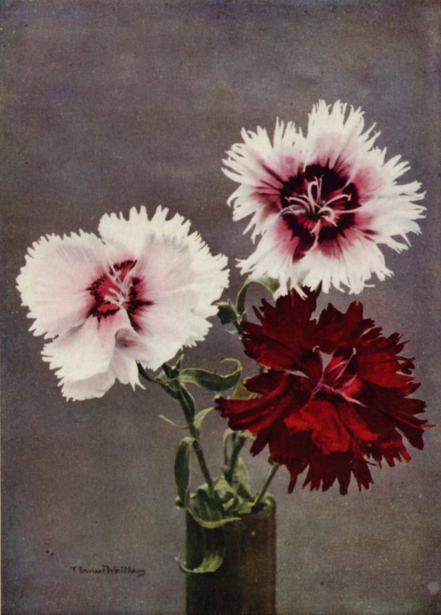 Dianthus Chinensis, var Heddewigii (barevné foto) od English Photographer
