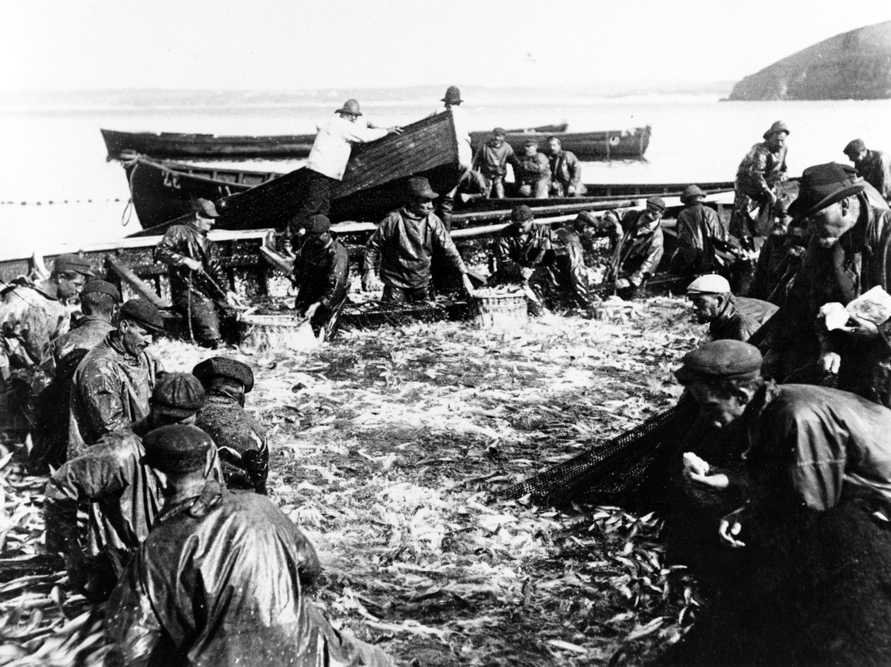 Úlovek sledě, kolem roku 1890 od English Photographer