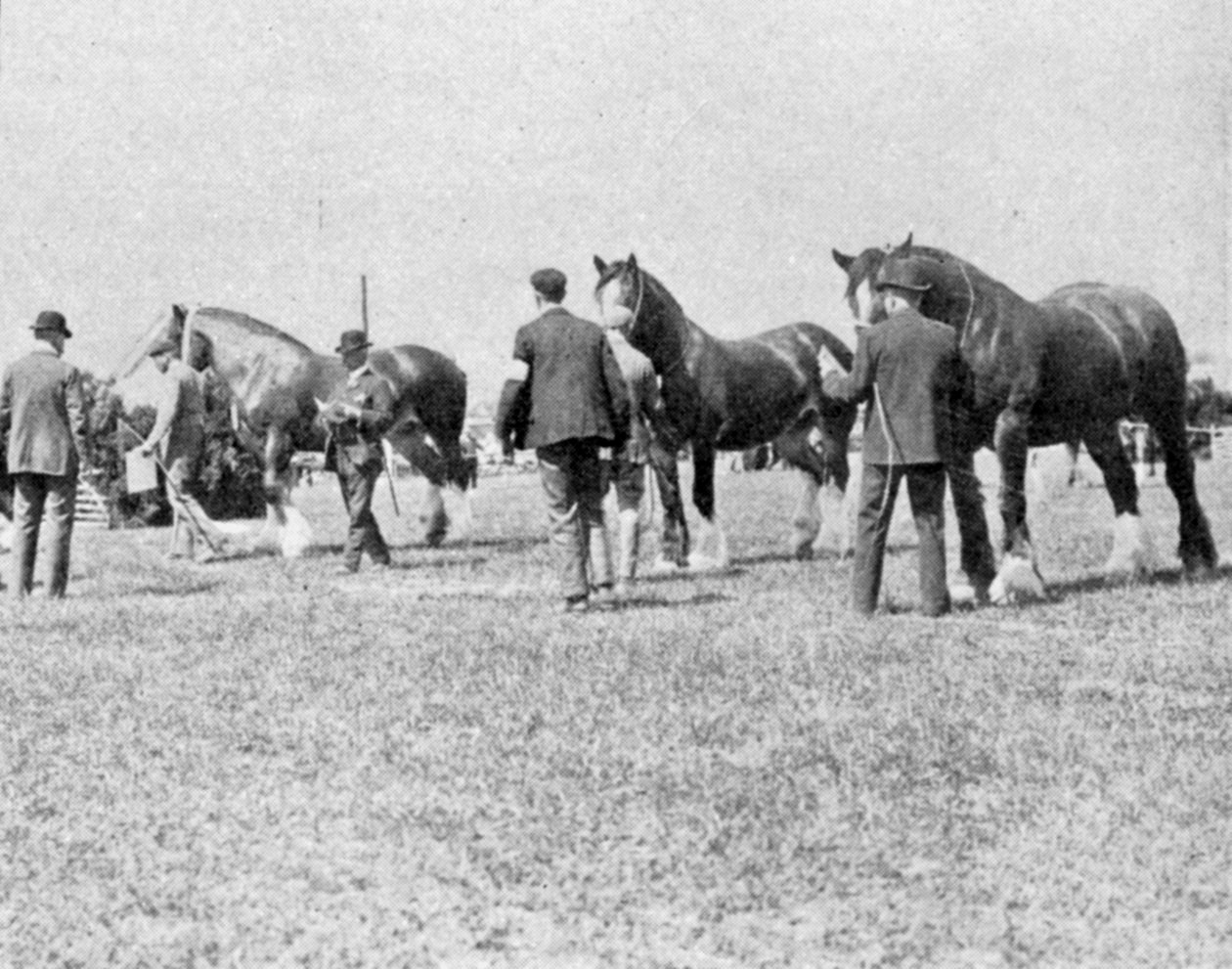 Posuzování shirských koní na Oxfordshire Agricultural Show, ilustrace z The King, 25. května 1901 od English Photographer