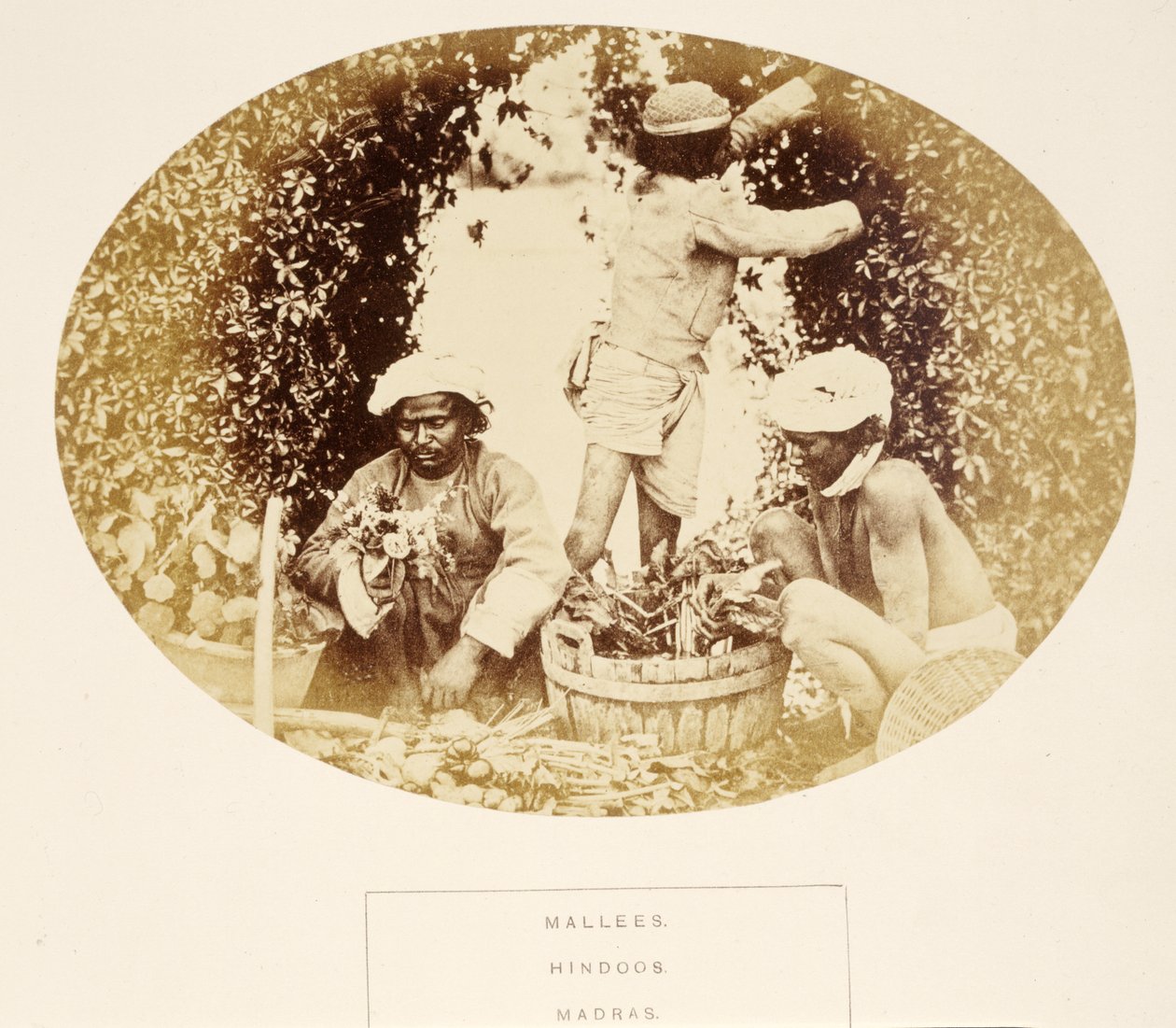 Mallees (Zahradníci), Hinduisté, Madras, z The People of India, J. Forbes Watson, publikoval 1868 (tisk alba) od English Photographer