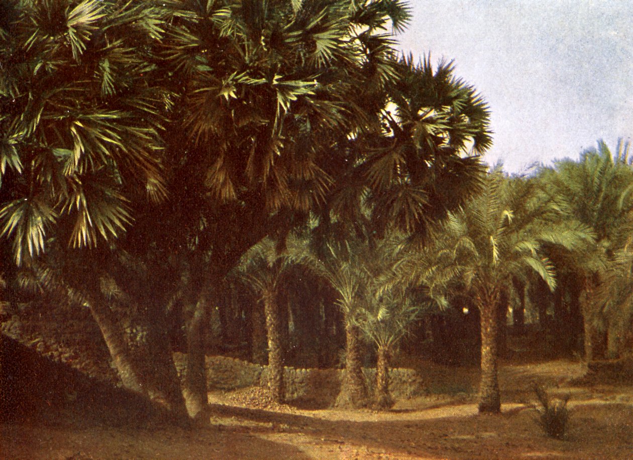 Palmový háj poblíž Karnaku, Egypt od English Photographer