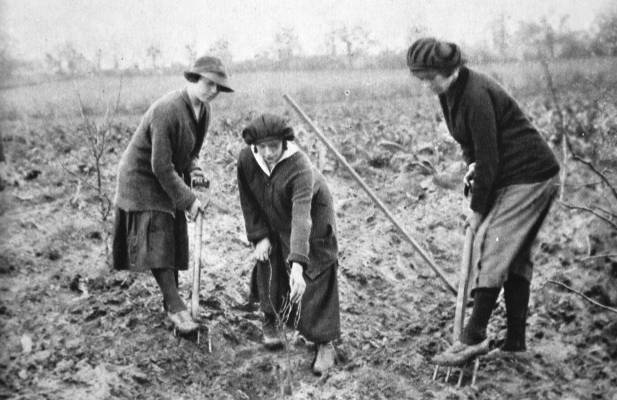 Příjemné, ziskové, vlastenecké: Na ovocné farmě v Letchmore Heath, poblíž St. Albans, z The Illustrated War News, 2. srpna 1916 od English Photographer