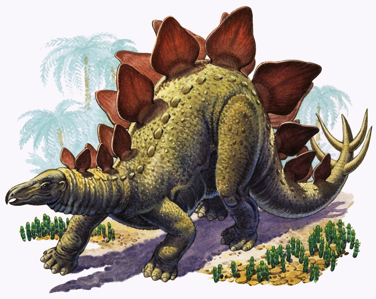 Stegosaurus (kvaš na papíře) od English Photographer