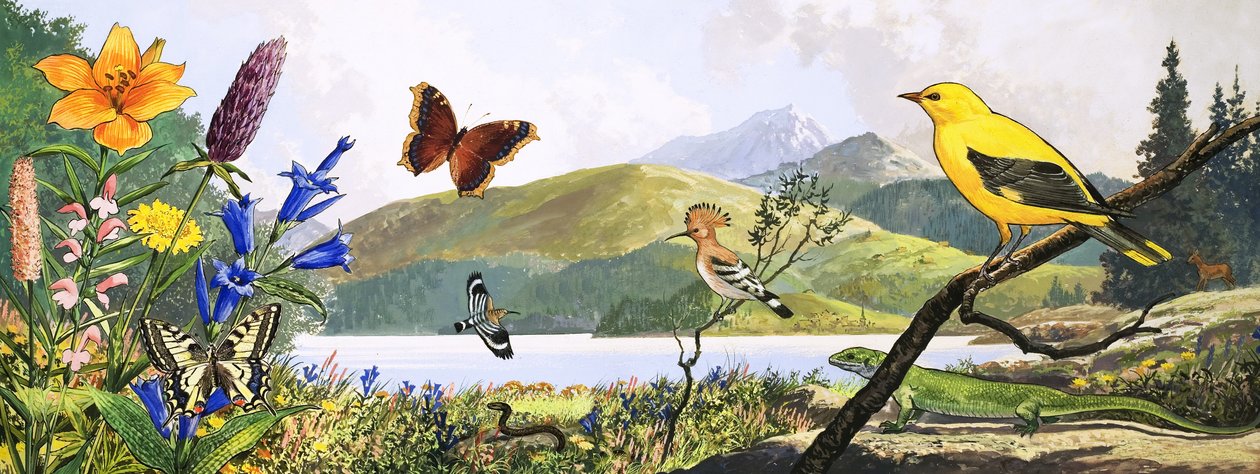 Divoká příroda střední Evropy, ilustrace z knihy "Říše divů přírody od English Photographer