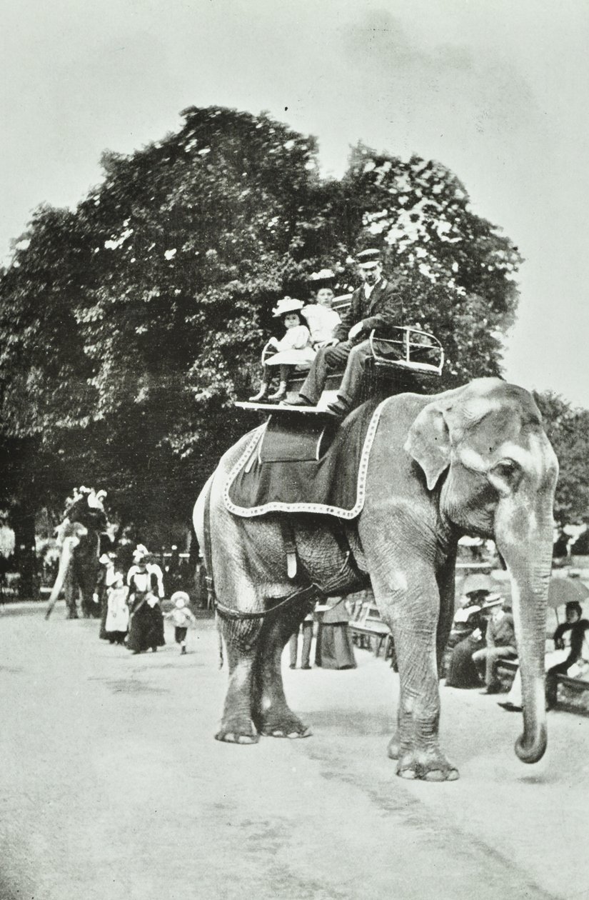 Zoologická zahrada, Regents Park: vyjížďky na slonech, Londýn, kolem roku 1895 od English Photographer