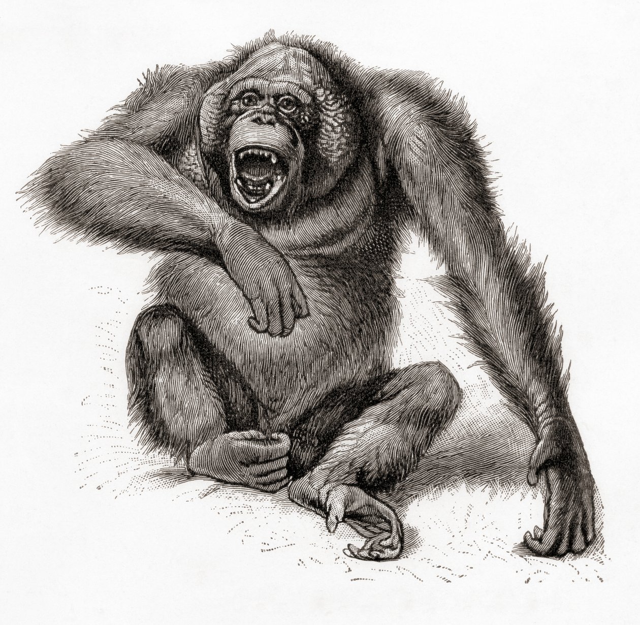 Orangutan bornejský, Pongo pygmaeus, psaný také orangutan, orangutang nebo orangutang. Z Meyersova lexikonu, vydaného v roce 1924 (tisk). od English School