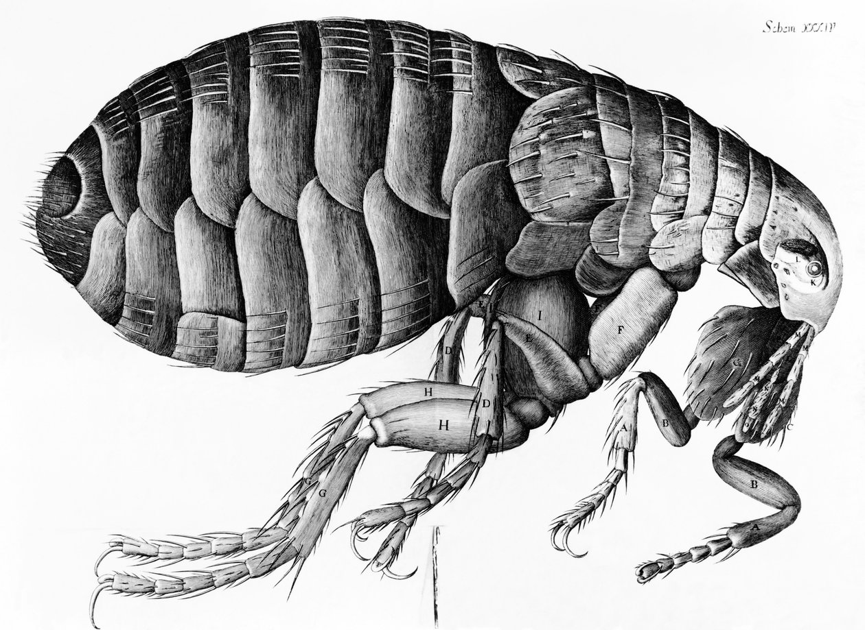 Blecha z mikroskopického pozorování Robert Hooke (1635-1703), 1665 od English School