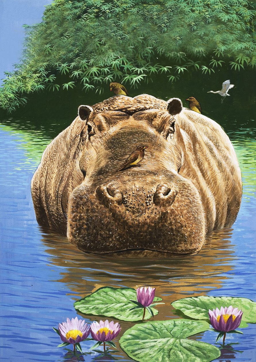 Šťastný hroch, ilustrace z knihy "Říše divů přírody od English School