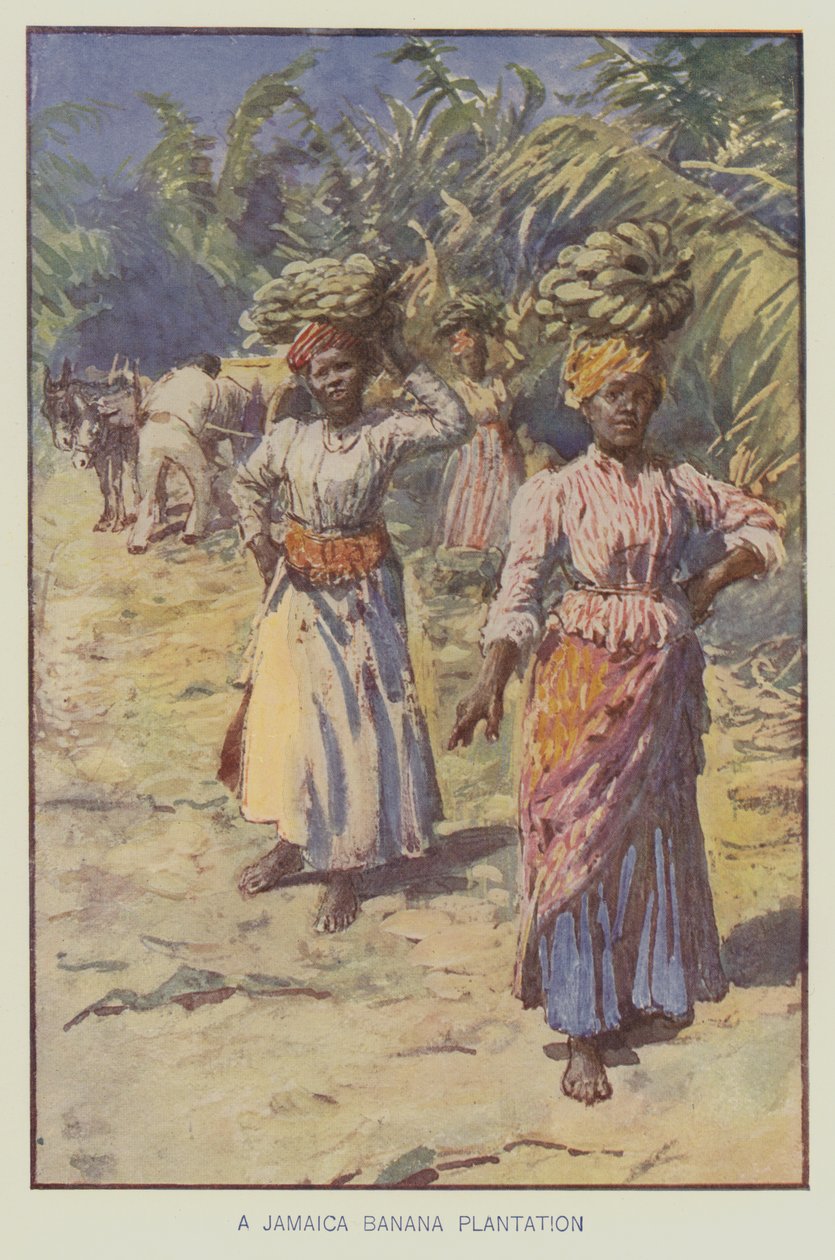 Jamajská banánová plantáž (barevná litografie) od English School