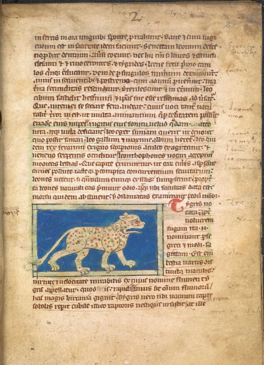 Tygr, ze Sloane 3544, f.2 (pergamen) od English School