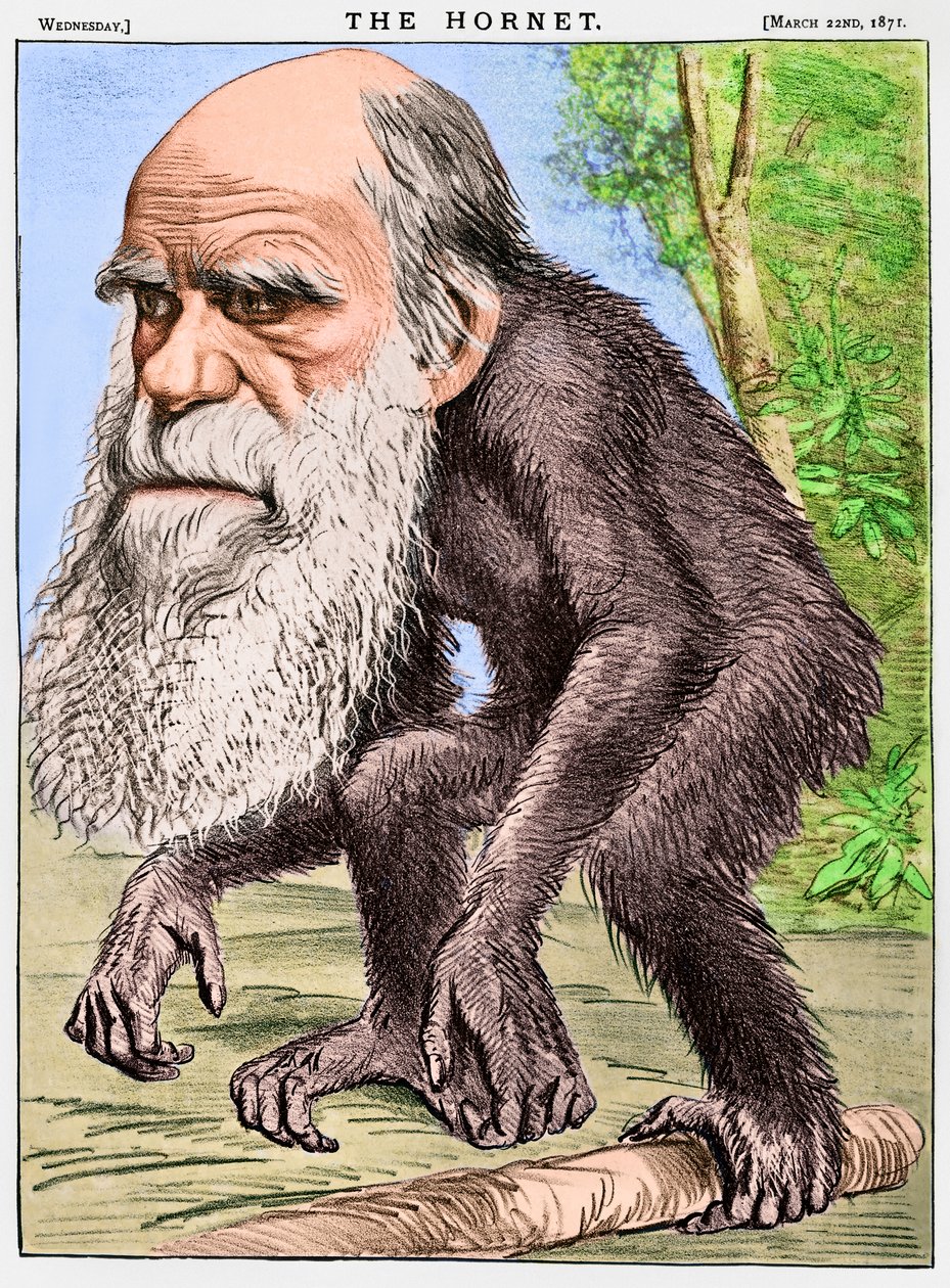 "Ctihodný Orang-outang", karikatura Charlese Darwina jako opice od English School
