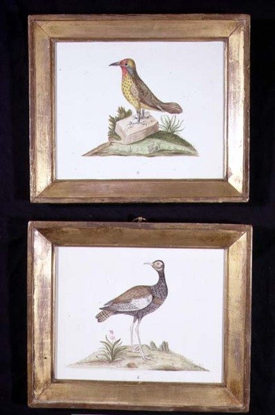 Datel a tetřev, cca 1800 (akvarel na papíře) od English School