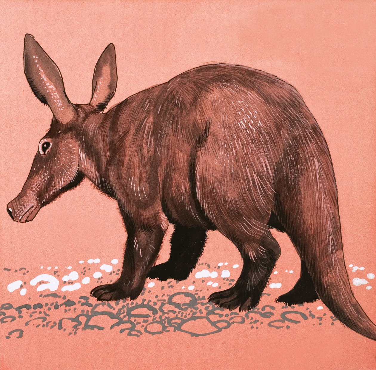 Aardvark od English School