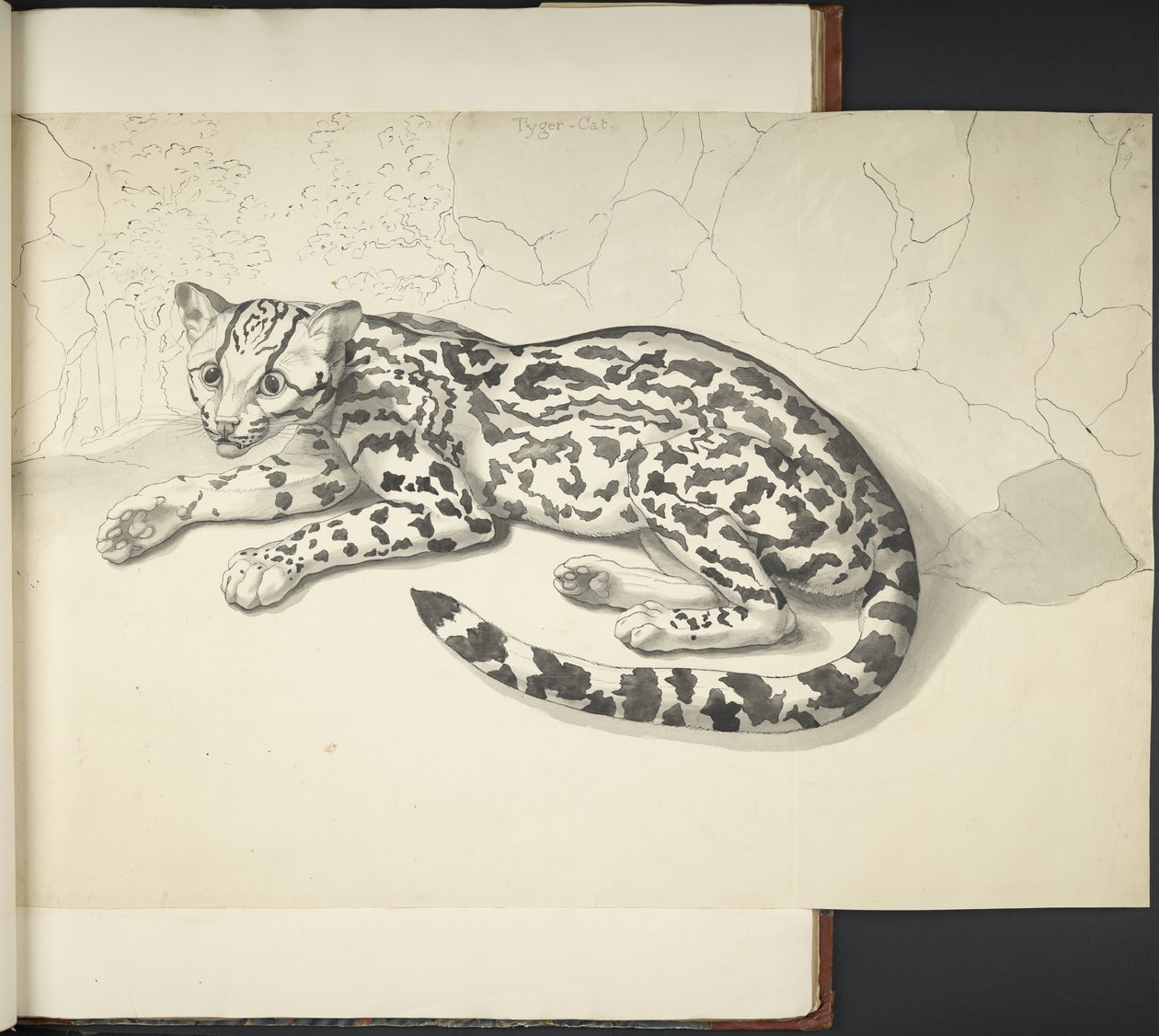 Přidejte MS 11807 f.9 Tyger Cat, z „Kresby různých zvířat a ptáků, ve velkém měřítku, inkoustem a tužkou“ (indický inkoust na papíře) od English School
