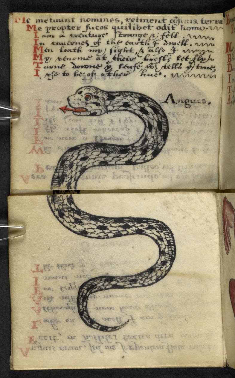 Přidat herní knihu MS 57312 f.4 (inkoust a barva na pergamenu) od English School