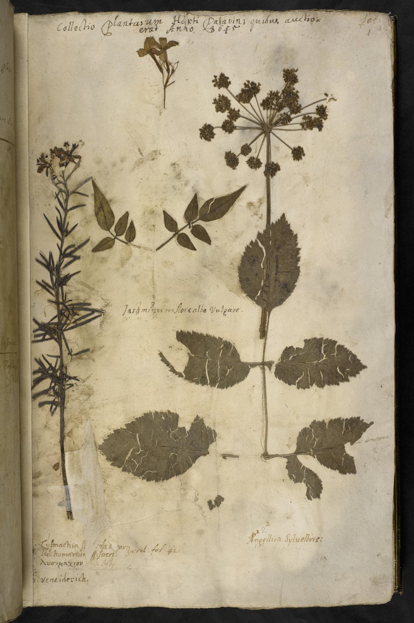 Přidat MS 78334 f.3r Sušený vzorek rostliny s vysvětlením, z 