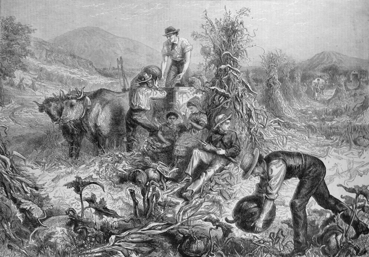 American Husbandry: Gathering dýně a loupání kukuřice, z „The Illustrated London News“, 24. září 1881 od English School