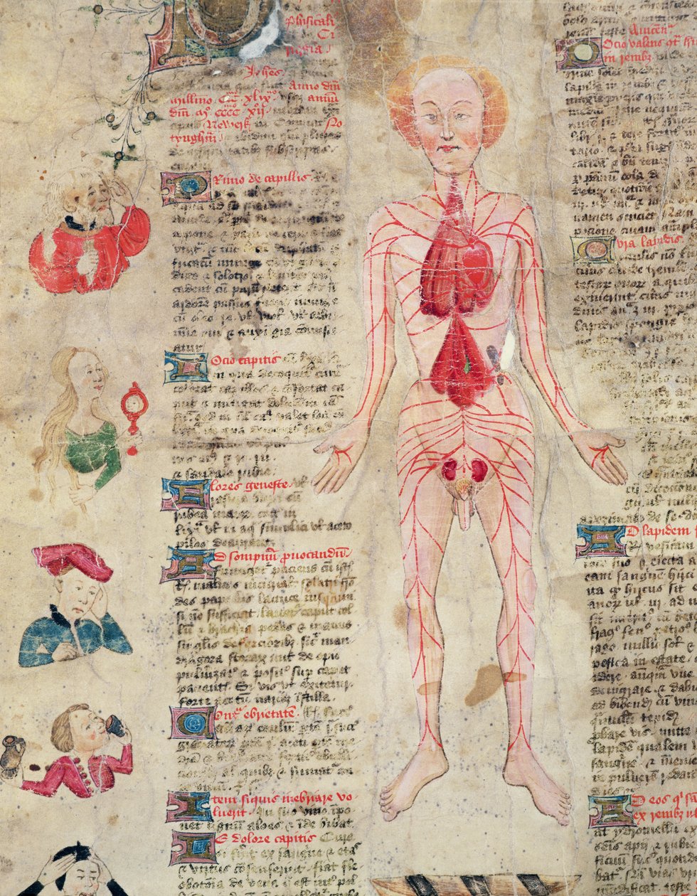 Anatomický diagram, z De arte phisicali e de cirugia od Johna Arderna, 1412 od English School