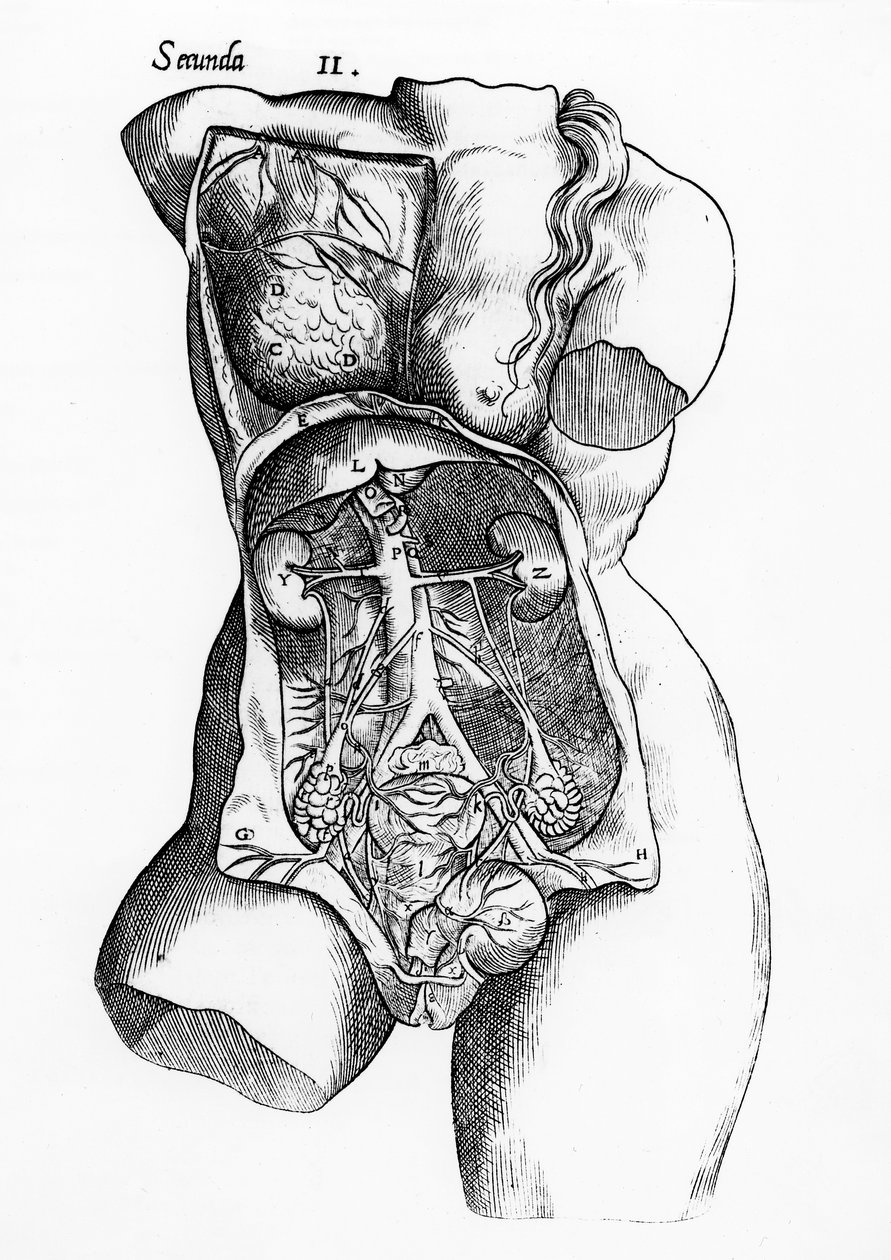 Anatomická studie ženského lidského těla od English School