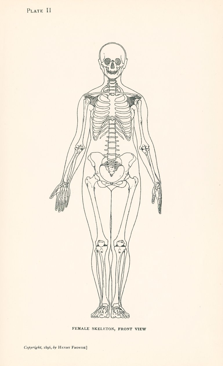 Anatomie: Ženská kostra, pohled zepředu (litografie) od English School