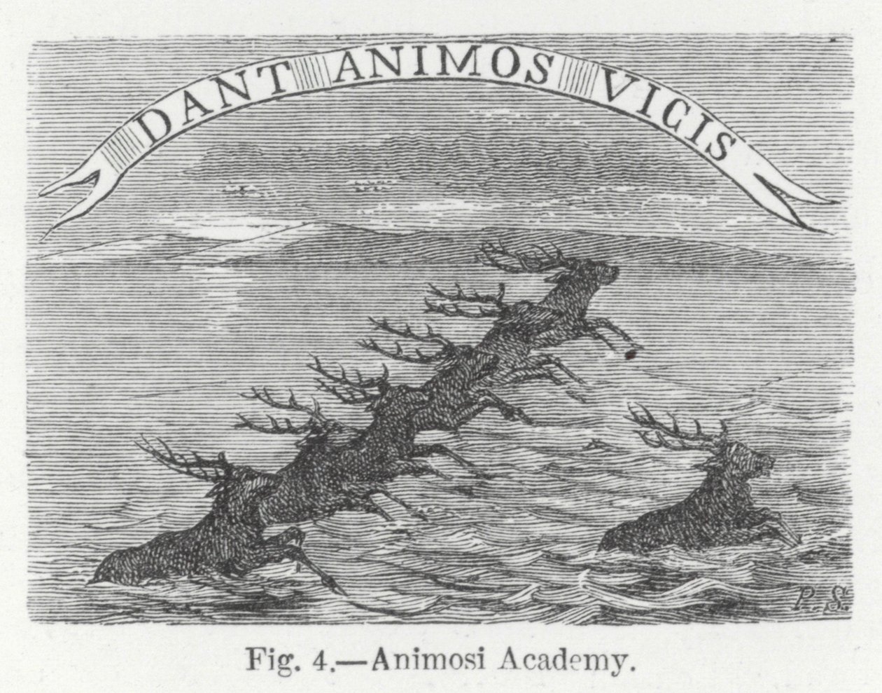 Animosi Academy (rytina) od English School