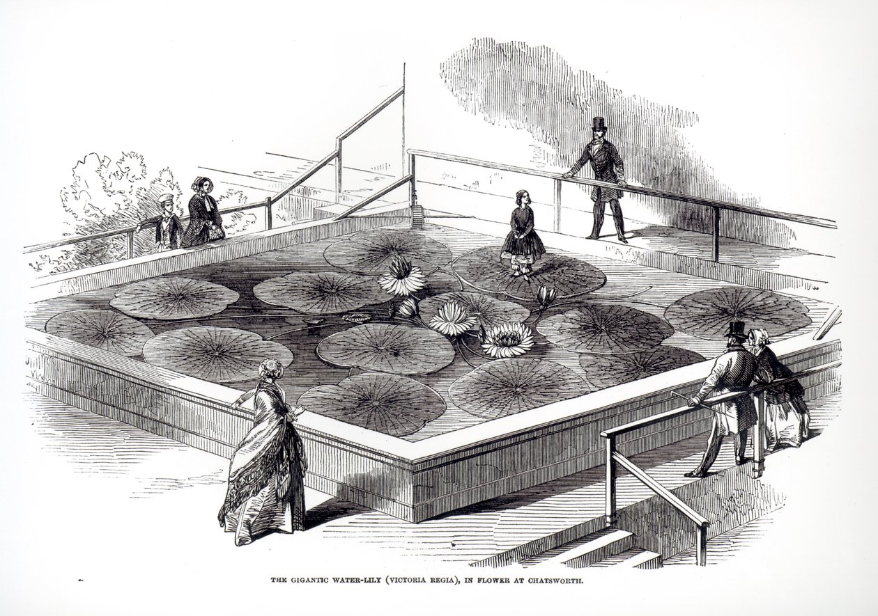 Annie Paxtonová na leknínu Victoria regia ve Velké zimní zahradě v Chatsworthu, 1849 od English School