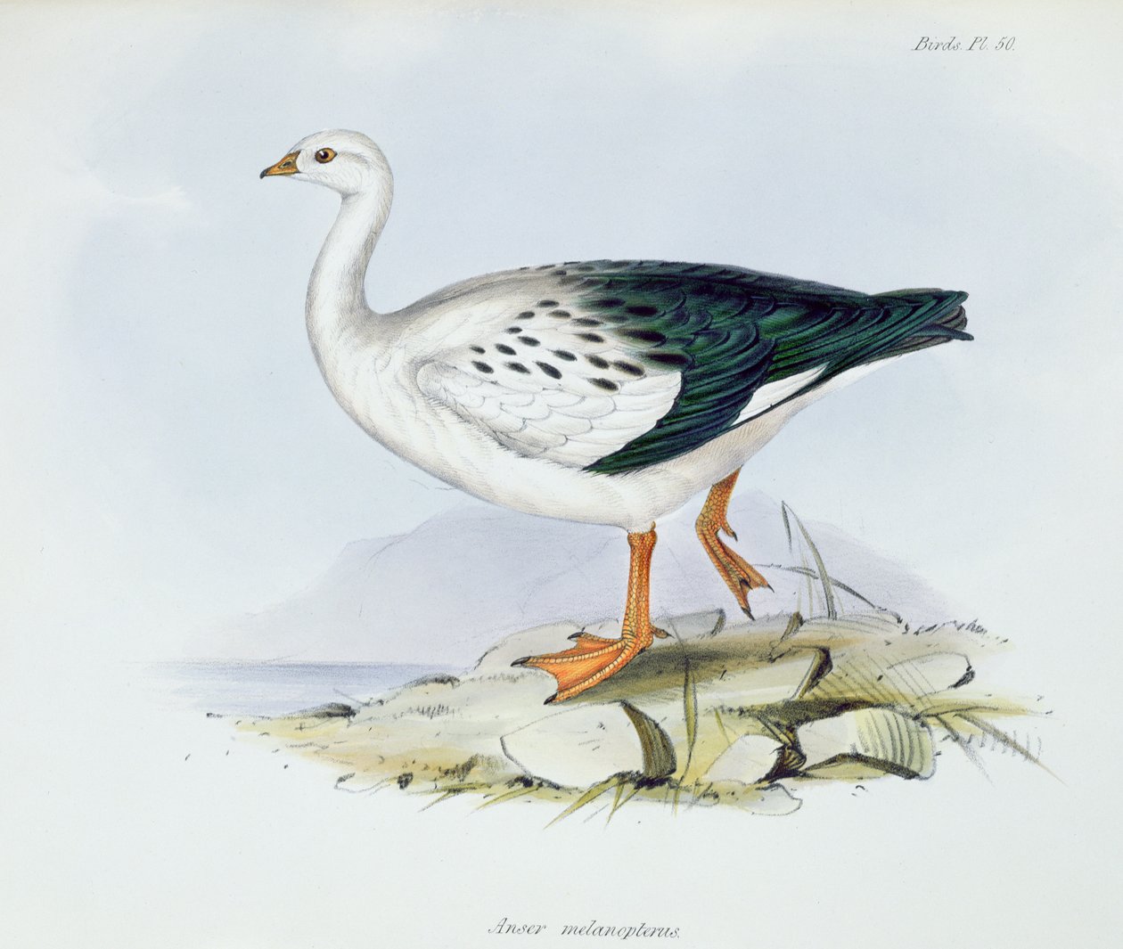 Anser Melanopterus, z The Zoology of the Voyage of H.M.S. Bígl 1832-36, Charles Darwin (1809-92), 1840 od English School