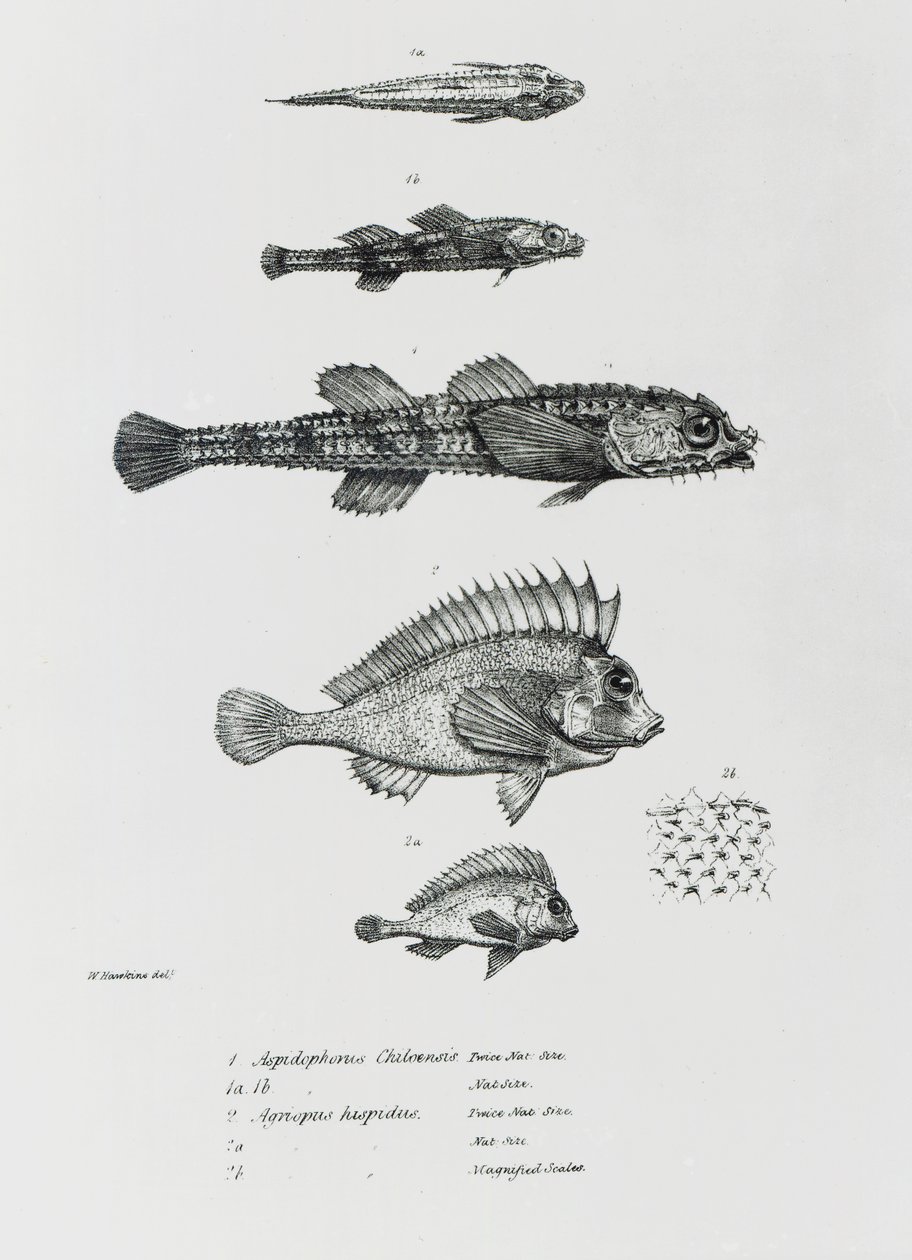 Aspidophorus Chiloensis a Agriopus Hispidus, deska 7 z „Zoologie plavby H.M.S Beagle, 1832-36“ od Charlese Darwina od English School
