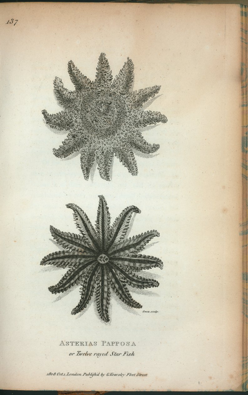 Asterias Papposa neboli hvězdná ryba s dvanácti paprsky, ze „Zoologických přednášek přednesených v Královské instituci v letech 1806 a 1807“ od George Shawa od English School