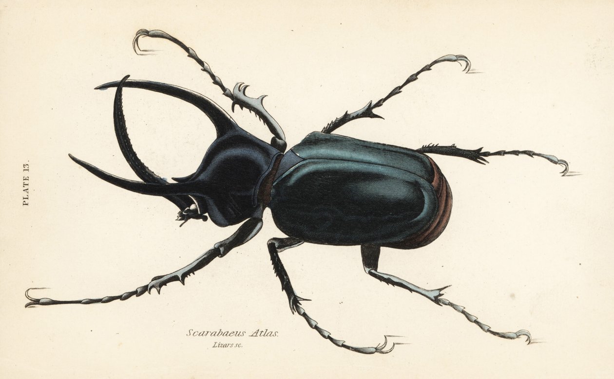 Atlas brouk, Chalcosoma atlas (Scarabaeus atlas) od English School