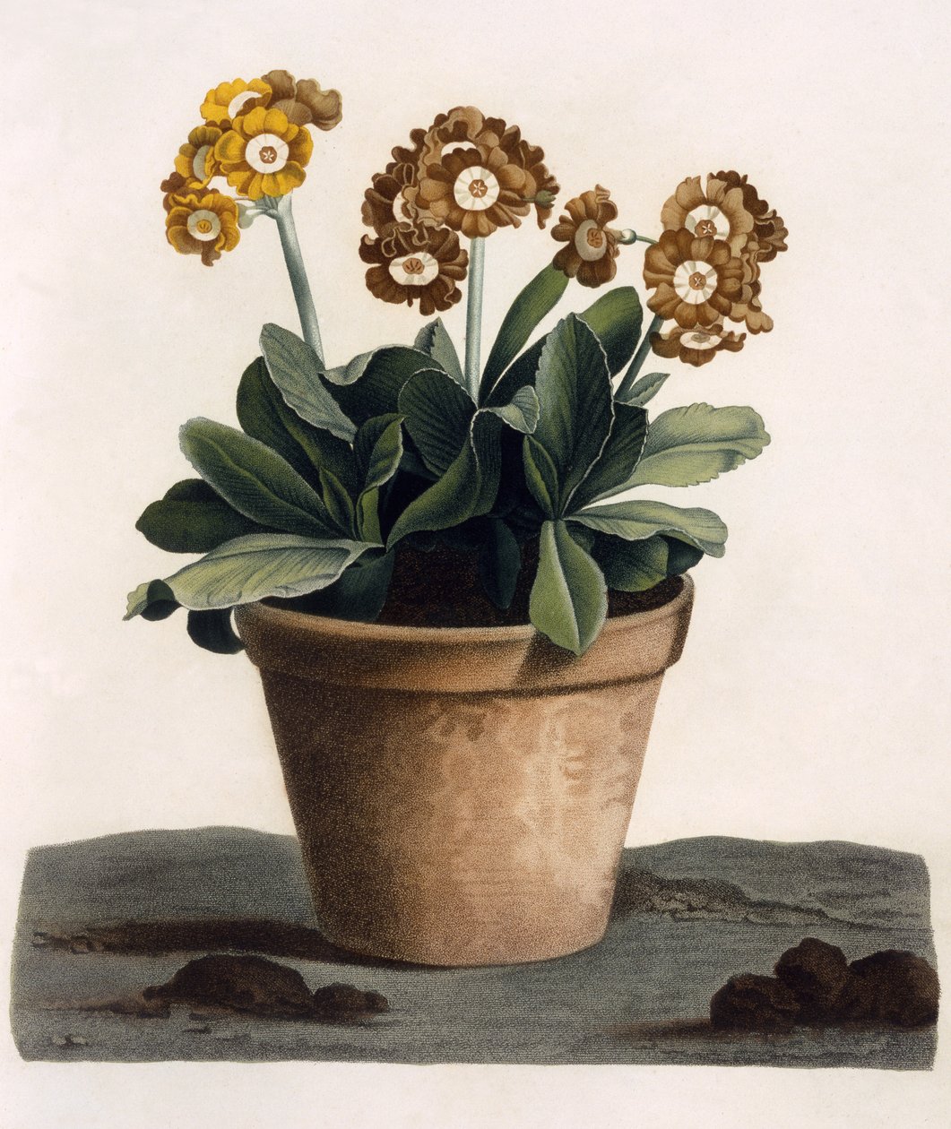 Auricula in a Pot, c.1840 (ručně kolorovaná rytina) od English School